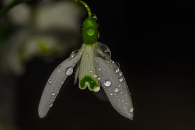 Close-up of wet insect on leaf against black background