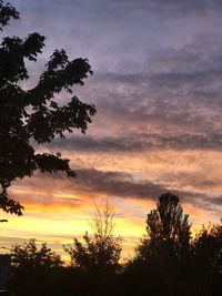 Low angle view of silhouette trees against orange sky