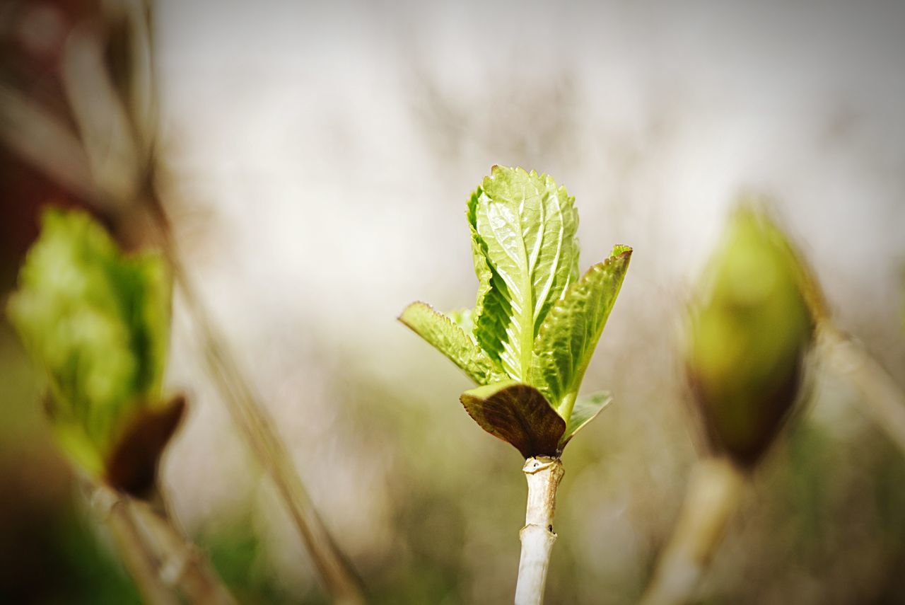 leaf, focus on foreground, close-up, growth, plant, green color, nature, stem, selective focus, growing, beginnings, twig, new life, bud, beauty in nature, outdoors, day, tranquility, freshness, no people