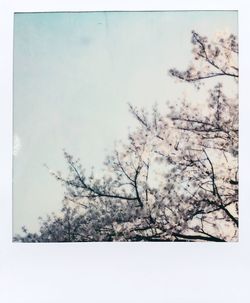 Close-up of bare tree against sky