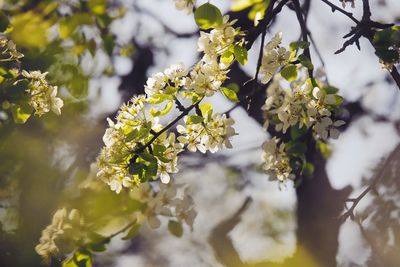 Close-up of white cherry blossom tree