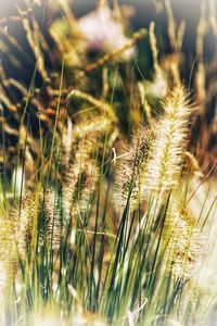 Close-up of wheat growing on field