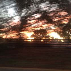 Trees on road against sky at sunset