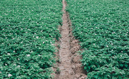 High angle view of corn field