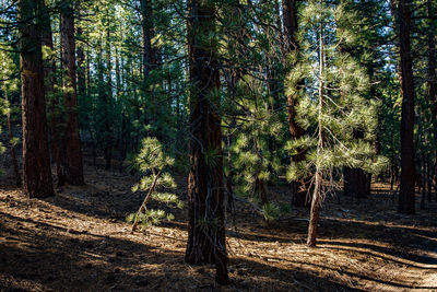 Morning light in pine forest large and small trees