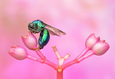 Close-up of bee on pink flower