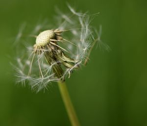 Close-up of dandelion on plant