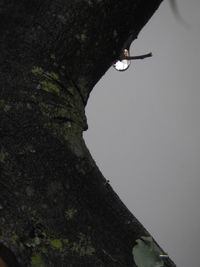 Low angle view of tree against sky