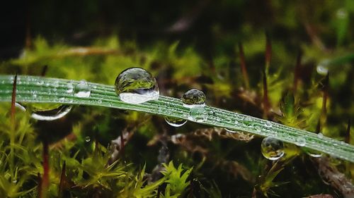 Water drops on blade of grass