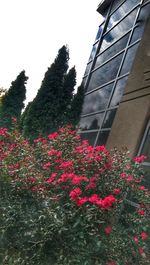 Low angle view of pink flowers