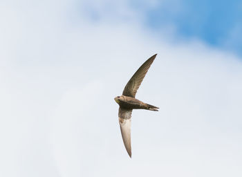 Low angle view of bird flying in sky