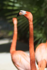 Close-up of flamingos 