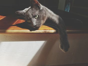 Close-up of cat on floor