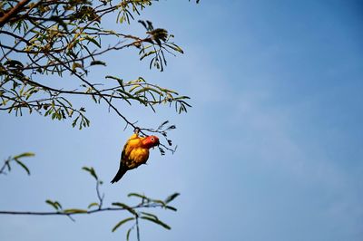 Low angle view of birds perching on tree