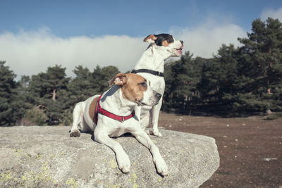 Full length of dog looking at camera