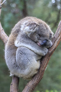 Close-up of lion sleeping on branch