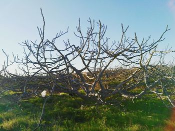 Low angle view of tree against sky