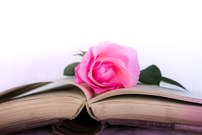 Close-up of pink flower on book against white background