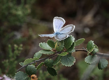 Close-up of insect on plant