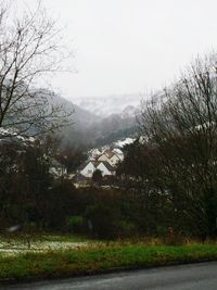 Bare trees on landscape