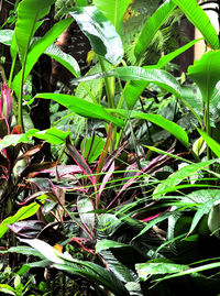 High angle view of plants growing on field
