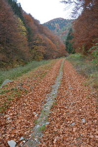 Scenic view of road amidst trees during autumn