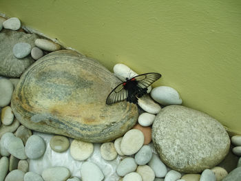 Close-up of insect on stone wall