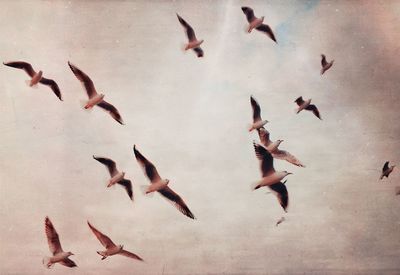 High angle view of birds flying over sea