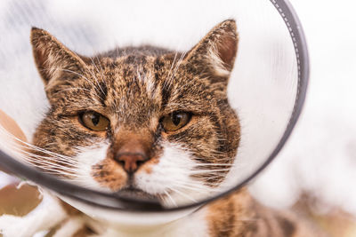 Close-up portrait of a cat