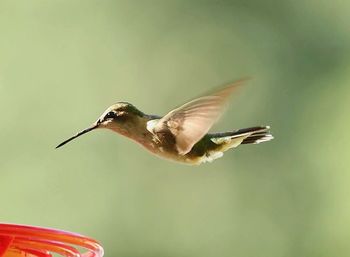 Close-up of bird