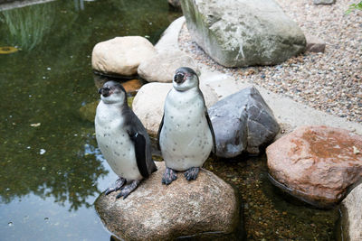 High angle view of birds perching on rock