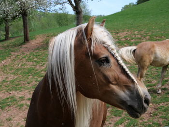 Horse in ranch