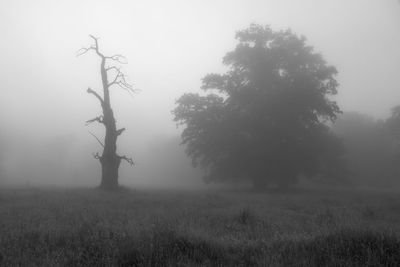 Trees on field during foggy weather