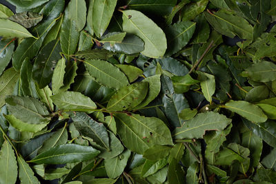 Full frame shot of bay leaves