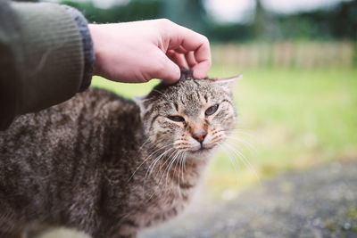 Close-up of hand holding cat