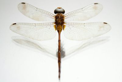 Close-up of flowers over white background