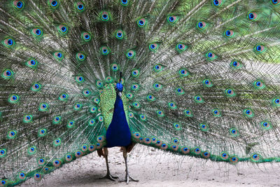 Close-up of peacock