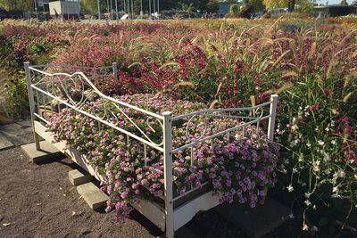 Pink flowering plants in park