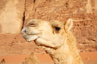 Camels in jordan wadi rum desert on red sand with baby and high mountains in the background