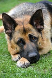 Close-up portrait of dog lying on grass