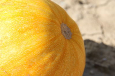 Close-up of pumpkin