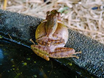 Close-up of frog on land