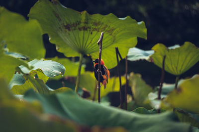 Close-up of insect on leaf