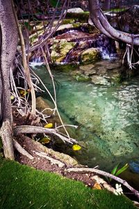 View of trees in pond