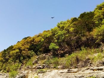 Low angle view of bird flying against sky