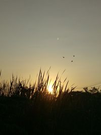 Silhouette bird flying over field against sky