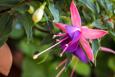 Close-up of purple flowering plant