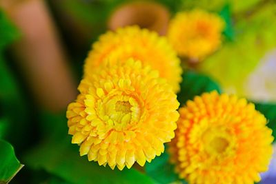 Close-up of yellow flower blooming outdoors