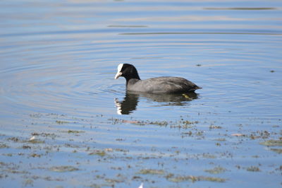 Duck swimming on lake