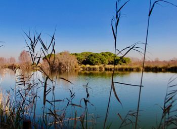 Scenic view of lake against clear blue sky